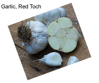 Garlic, Red Toch