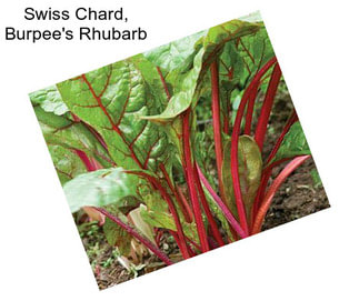 Swiss Chard, Burpee\'s Rhubarb