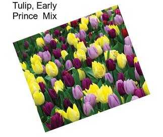 Tulip, Early Prince  Mix