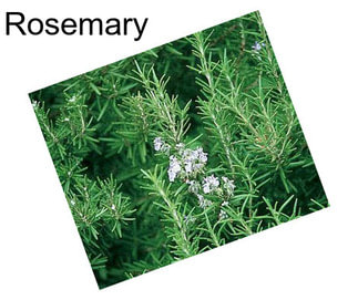 Rosemary