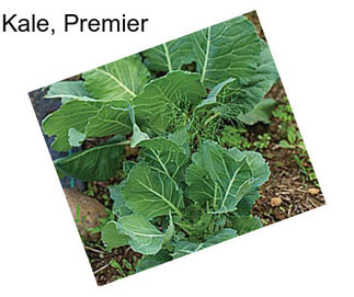 Kale, Premier