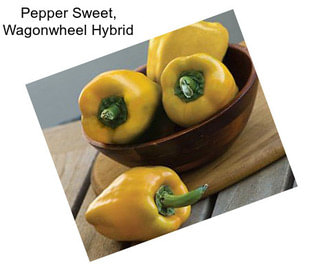 Pepper Sweet, Wagonwheel Hybrid