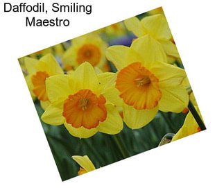 Daffodil, Smiling Maestro