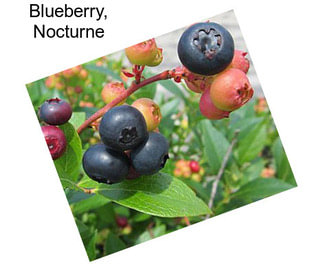 Blueberry, Nocturne