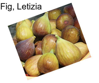 Fig, Letizia