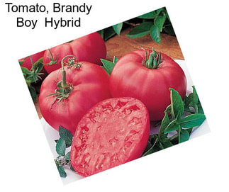 Tomato, Brandy Boy  Hybrid