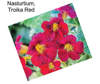 Nasturtium, Troika Red