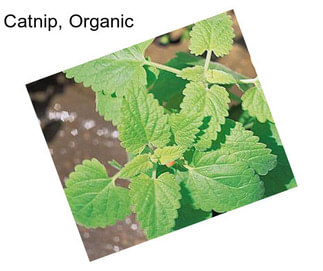 Catnip, Organic