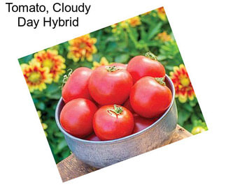 Tomato, Cloudy Day Hybrid