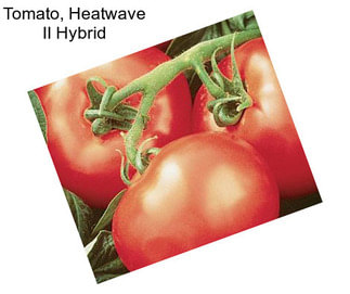 Tomato, Heatwave II Hybrid