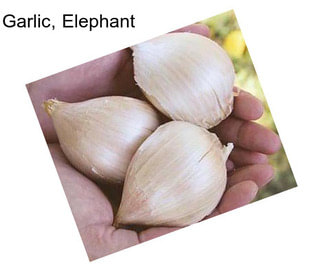 Garlic, Elephant