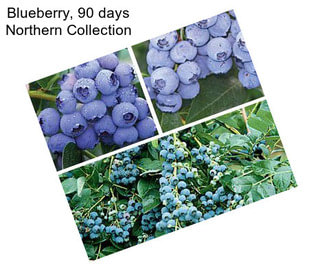 Blueberry, 90 days Northern Collection