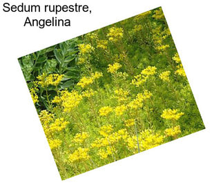 Sedum rupestre, Angelina