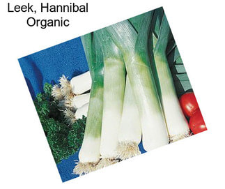 Leek, Hannibal Organic