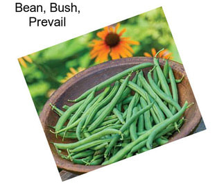 Bean, Bush, Prevail