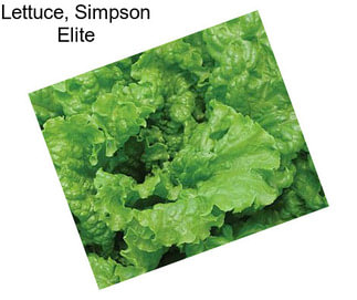 Lettuce, Simpson Elite