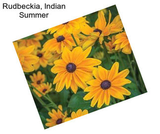 Rudbeckia, Indian Summer