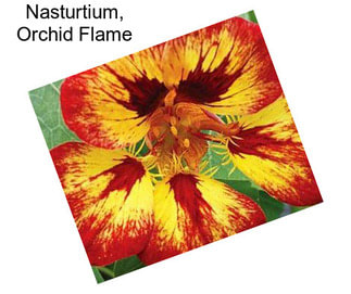 Nasturtium, Orchid Flame