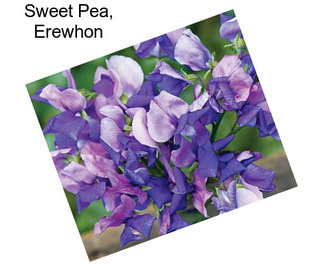 Sweet Pea, Erewhon