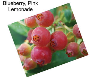 Blueberry, Pink Lemonade