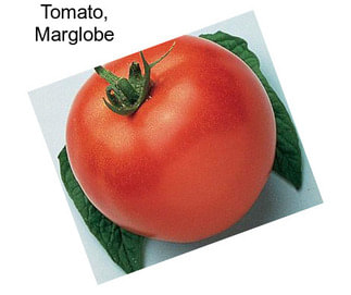 Tomato, Marglobe