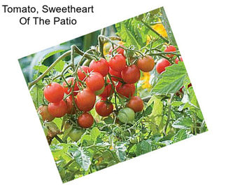 Tomato, Sweetheart Of The Patio