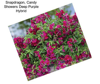 Snapdragon, Candy Showers Deep Purple Hybrid