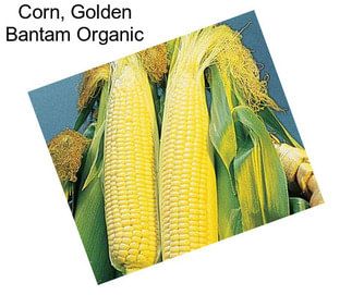 Corn, Golden Bantam Organic