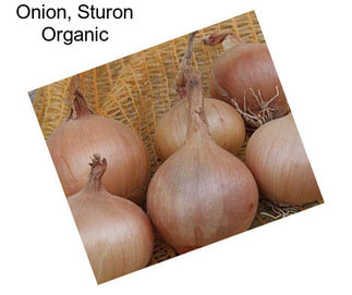 Onion, Sturon Organic