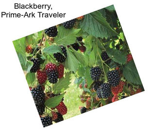Blackberry, Prime-Ark Traveler