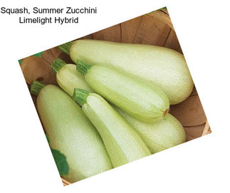 Squash, Summer Zucchini Limelight Hybrid