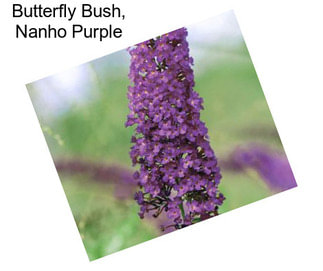 Butterfly Bush, Nanho Purple