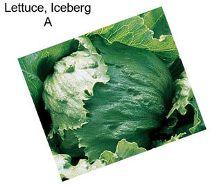 Lettuce, Iceberg A