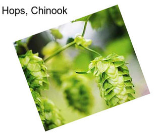 Hops, Chinook