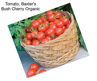 Tomato, Baxter\'s Bush Cherry Organic