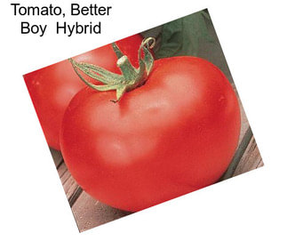 Tomato, Better Boy  Hybrid