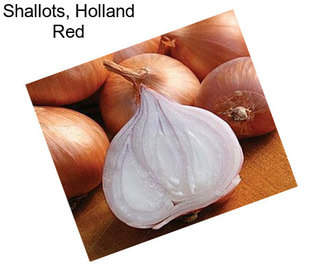 Shallots, Holland Red