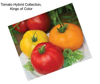 Tomato Hybrid Collection, Kings of Color