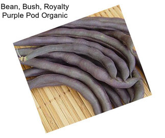 Bean, Bush, Royalty Purple Pod Organic