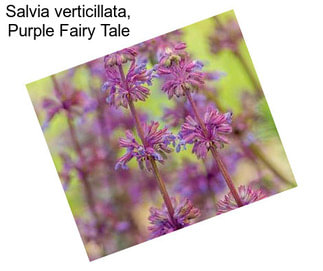 Salvia verticillata, Purple Fairy Tale