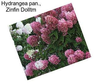 Hydrangea pan., Zinfin Dolltm