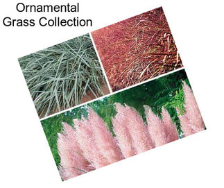 Ornamental Grass Collection