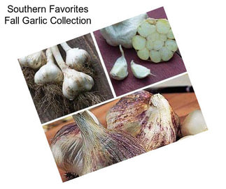 Southern Favorites Fall Garlic Collection