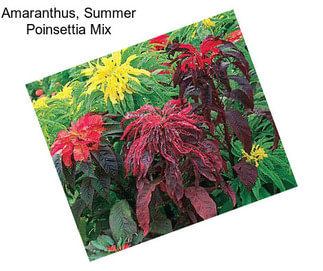 Amaranthus, Summer Poinsettia Mix