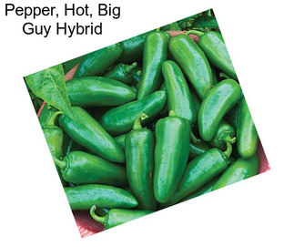 Pepper, Hot, Big Guy Hybrid