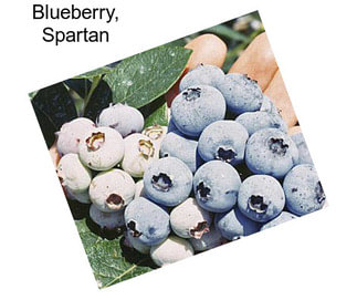 Blueberry, Spartan