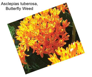 Asclepias tuberosa, Butterfly Weed