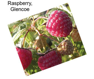 Raspberry, Glencoe