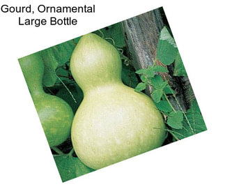 Gourd, Ornamental Large Bottle