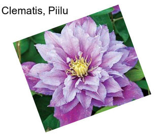 Clematis, Piilu